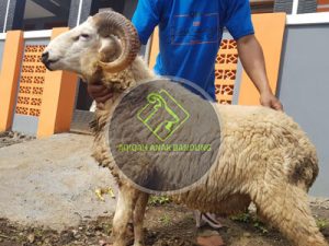 penyedia hewan qurban domba