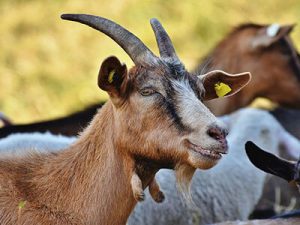 jasa hewan qurban kambing