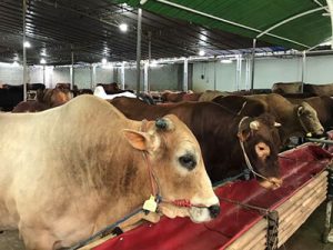 jasa hewan qurban sapi